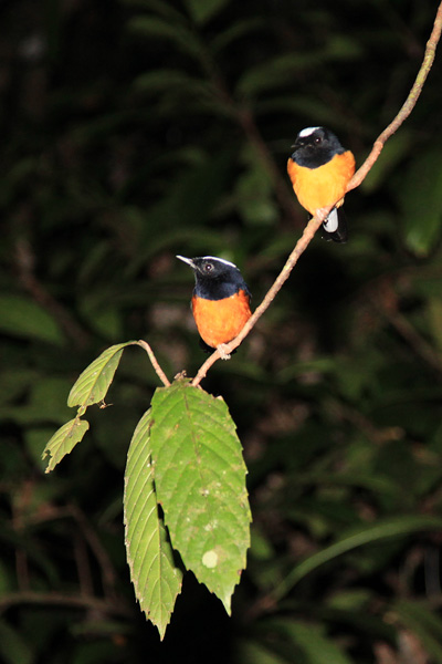 White-Crowned Shama